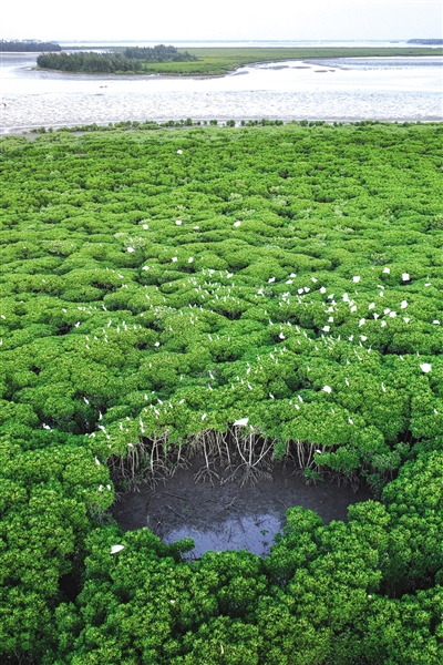 海口：湿地如画引鸟来