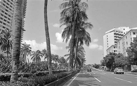 椰子 花梨 沉香 橡胶 槟榔 油茶，“六棵树”下有“黄金”