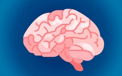 研究发现半脑就能识别文字和面孔