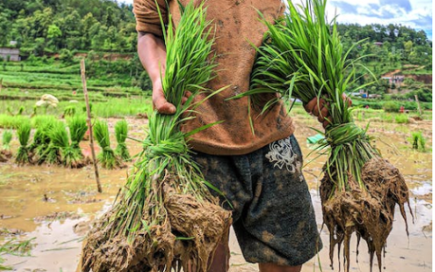 哈尔滨推广粳稻新品种　助农增收超亿元