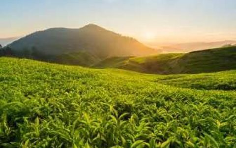 “第四针”接种方案公布 多家上市公司疫苗产品上榜