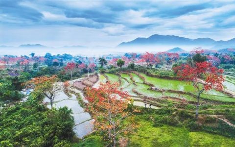 海南有盛景 春赏木棉红