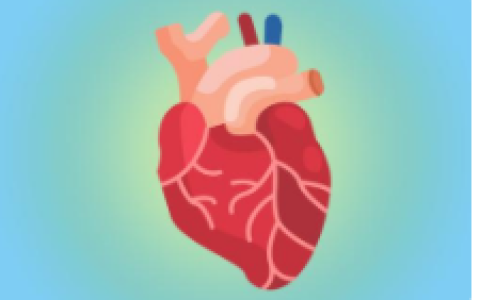 巨头押注 AI心脏超声，有哪些应用场景