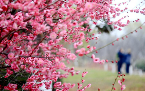 <strong>文化和旅游部部署做好2023年文明旅游工作</strong>