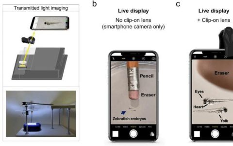 国际最新研发出一低成本装置 可将智能手机转化成荧光显微镜