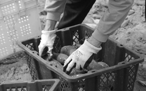 海南地瓜丰收季