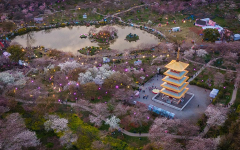 新华全媒+|武汉：“赏花经济”促旅游市场人气攀升