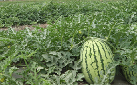 科技育苗正当时——“中国西瓜之乡”农田里的新变化