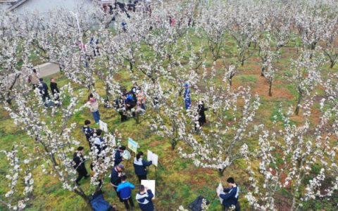 上饶广丰：千亩梨花醉八方游客