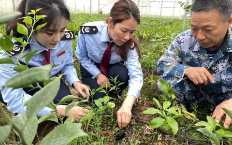 海南税务：税惠“春风助力” 果蔬“万象耕新”