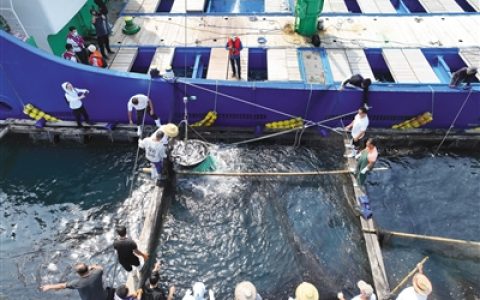 16万尾章雄鱼苗出口日本