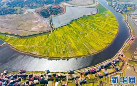 希望的田野丨江西余干：水乡花海入画来