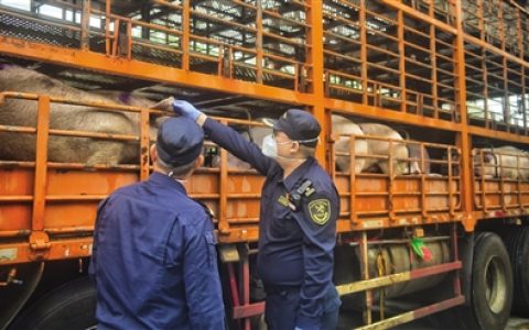 海南供澳门活猪实现“零突破”