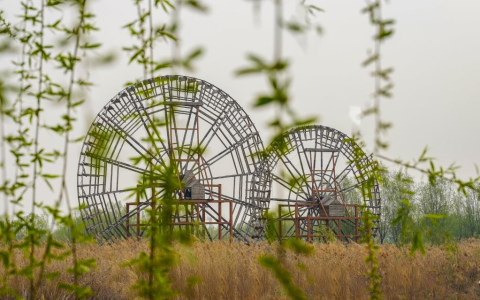 山东高青黄河安澜湾：从盐碱涝洼到天鹅起舞
