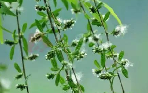 北京4月4日起进入杨柳飞絮期