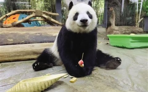 大熊猫的“奶爸”“奶妈”不好当！