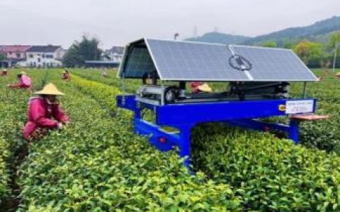 机器人也能采茶了？难度堪比“农田里绣花”