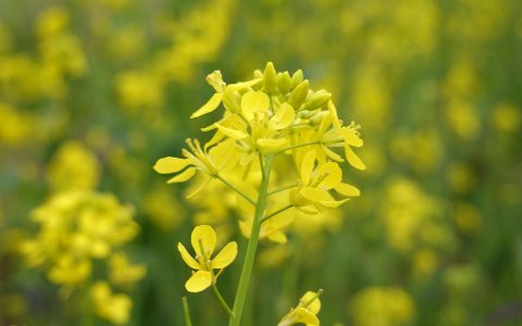 “赏花经济”，以花兴农