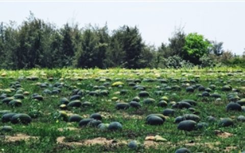 大雨过后 西瓜很“伤”