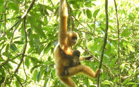 海南长臂猿数量攀升彰显中国雨林生态保护成效