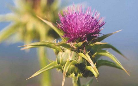 卖爆抖音快手，“护肝神药”奶蓟草是智商税吗？