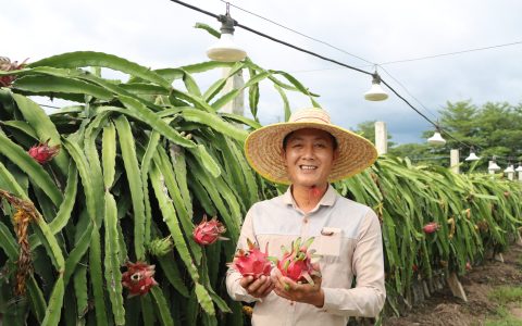 海南：瓜果飘香绘“丰”景 税惠“三农”助发展