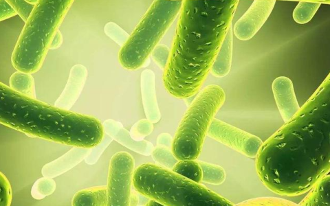 从酸奶到补剂，益生菌的贴金游戏：代工价低至1毛，暴利背后乱象重重