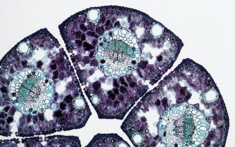 为什么AI研发的新药扎堆临床试验Ⅱ期？