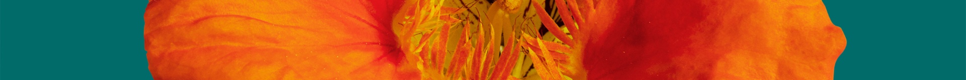 允许境外理工农医大学及职业院校在海南独立办学