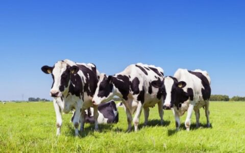 释放可持续影响力 蒙牛以 GREEN战略筑牢国人营养健康之基