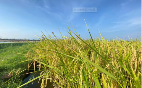 我国首个耐盐碱水稻专业化科研试验基地投用