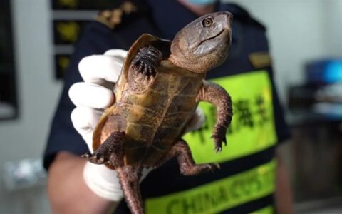 禁止国际贸易 海关查获国二保护动物平胸龟：一共58只