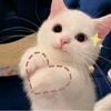 🐈🐷的头像
